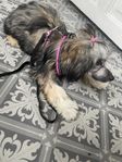 Chinese crested tik 