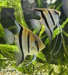Scalare Manacapuru red back 