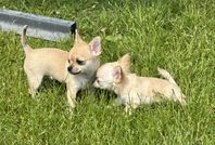 Glada chihuahua valpar