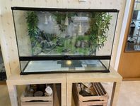 Terrarium 