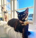 Devon Rex Hona 