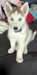 siberian Husky valp 10 veckor