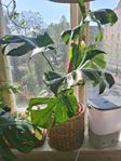 Monstera Thai Constellation 