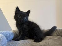 Kattungar 50% ragdoll