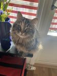 Renrasig Sibirisk katt