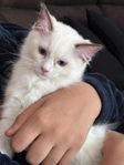 Raggdoll Kattunge