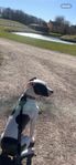 amstaff / Bully tik 