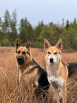 Valpar Sheepsky (Alaskan husky/GSD)