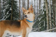 Valpar Sheepsky (Alaskan husky/GSD)