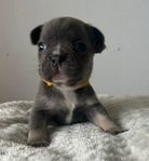 Svenskfödda fransk bulldog valpar 