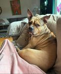 Omplacerings hund