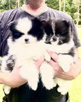 RENRASIGA POMERANIAN VALPAR