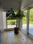 Skänkes mot upphämtning stor Benjaminfikus med kruka