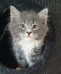 kattungar 