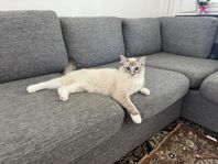 Ragdoll