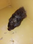 Guldhamster hona 