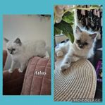 Renrasiga Ragdoll 