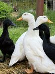 Pekinganka och Cayugaanka