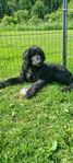 labradoodle 