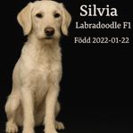 Jaktlabradorvalpar 25% labradoodle