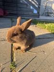 minilop/dvärgvädur
