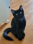 Kattunge redo för flytt - hane