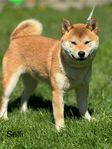 Shiba Inu, 11 månader