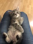 kattungar selkirk Rex/ Maine coon mm