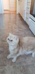 Renrasig Exotic Perser flicka 