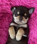 Underbar blandras chihuahua tibetansk spaniel pomeranian