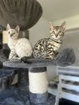 Bedårande bengal kattungar från fina linjer 