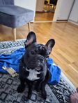 fransk bulldog 