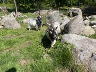 Afrikanska djärvgetter