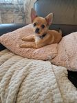 Pomchi valp