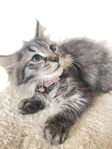 maine coon kattunge 