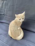 kattungar