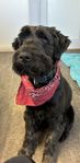 Omplacering Lewis (Riesenschnauzer / Briard)