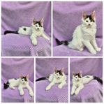 Underbar Maine Coon kattunge 