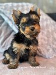 yorkshireterrier tik valp regg Skk 