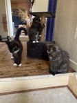 långhåriga main coon-ragdoll-norskskogskatt-mix kattungar