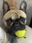 Fransk bulldog