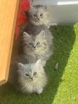 Brittiska Långhåriga kattungar ( Hanar)