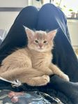 Somali kattunge Foxholm Luke