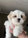 valp Shih tzu / Lhasa apso