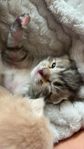 Unika kattungar blandning Bengal, Sibirisk katt & Maine Coon
