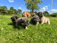 Unika långhåriga franska bulldog valpar - fluffy 