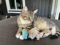 Sibirisk/Brittsika kattungar leveransklara