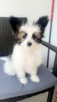 Papillon valp söker hem