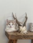 Kattunge till salu - Hane 