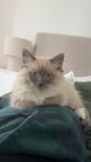 renrasig ragdoll och renrasig brittisk långhår